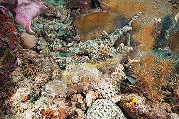 Pair of Beauforts crocodilefish, Cymbacephalus beauforti, Raja Ampat, West Papua, Indonesia