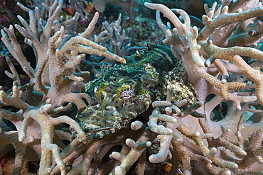 Beauforts crocodilefish, Cymbacephalus beauforti, Raja Ampat, West Papua, Indonesia