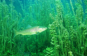 Trout, Salmo trutta, Austria, Fernsteinsee, Tirol