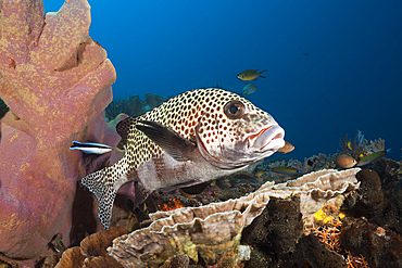 Harlequin sweetlips and Cleaner Wrasse, Plectorhinchus chaetodonoides, Raja Ampat, West Papua, Indonesia