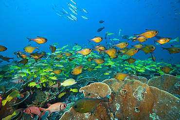 Shoal of Copper Sweeper, Pempheris oualensis, Raja Ampat, West Papua, Indonesia