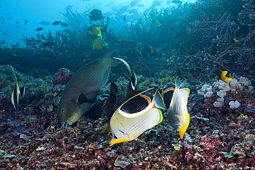 Pair of Sattled Butterflyfish, Chaetodon ephippium, Raja Ampat, West Papua, Indonesia