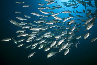 Shoal of Bigeye Trevally, Caranx sexfasciatus, Raja Ampat, West Papua, Indonesia