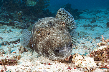 Star Puffer, Arothron stellatus, Raja Ampat, West Papua, Indonesia