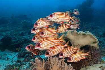 Shoal of Red Squirrelfish, Sargocentron rubrum, Raja Ampat, West Papua, Indonesia