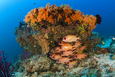 Shoal of Red Squirrelfish, Sargocentron rubrum, Raja Ampat, West Papua, Indonesia