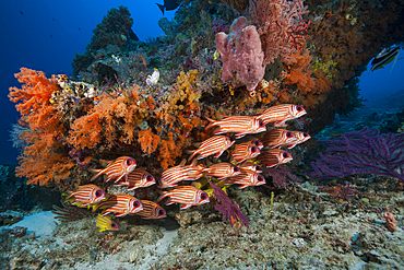 Shoal of Red Squirrelfish, Sargocentron rubrum, Raja Ampat, West Papua, Indonesia