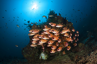 Shoal of Red Squirrelfish, Sargocentron rubrum, Raja Ampat, West Papua, Indonesia