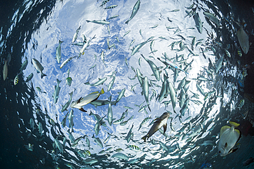 Schooling Fish at Watersurface, Raja Ampat, West Papua, Indonesia