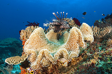 Common Lionfish in Coral Reef, Pterois volitans, Raja Ampat, West Papua, Indonesia