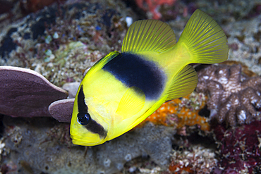 Barred soapfish, Diploprion bifasciatum, Raja Ampat, West Papua, Indonesia