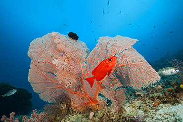 Crescent-tail Bigeye, Priacanthus hamrur, Raja Ampat, West Papua, Indonesia