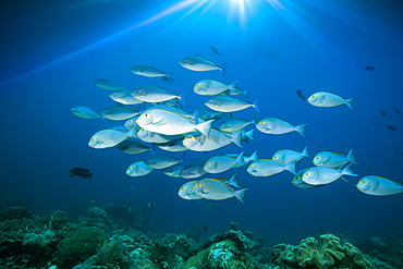 Shoal of Elongate surgeonfish, Acanthurus mata, Raja Ampat, West Papua, Indonesia