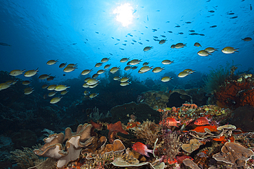 Coral Fish in Coral Reef, Raja Ampat, West Papua, Indonesia