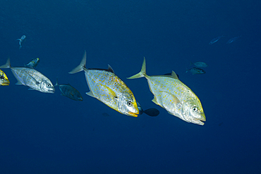 Orange-spotted Trevally, Carangoides bajad, Raja Ampat, West Papua, Indonesia