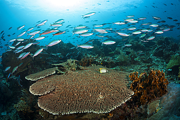 Fusiliers over Coral reef, Pterocaesio tesselata, Raja Ampat, West Papua, Indonesia