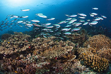 Fusiliers over Coral reef, Pterocaesio tesselata, Raja Ampat, West Papua, Indonesia