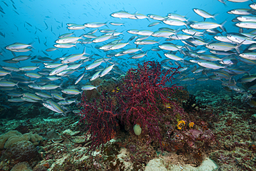 Fusiliers over Coral reef, Pterocaesio tesselata, Raja Ampat, West Papua, Indonesia