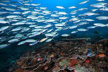 Fusiliers over Coral reef, Pterocaesio tesselata, Raja Ampat, West Papua, Indonesia