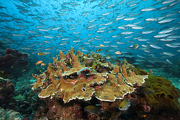 Fusiliers over Coral reef, Pterocaesio tesselata, Raja Ampat, West Papua, Indonesia