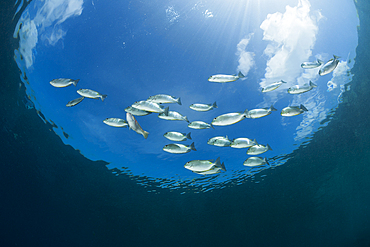 Shoal of Lined Rabbitfish, Siganus lineatus, Raja Ampat, West Papua, Indonesia