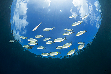 Shoal of Lined Rabbitfish, Siganus lineatus, Raja Ampat, West Papua, Indonesia