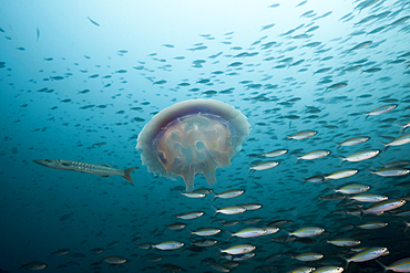 Jellyfish floating in Sea, Raja Ampat, West Papua, Indonesia