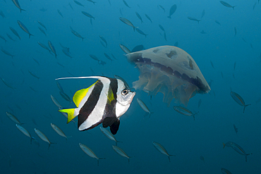 Bannerfish feeding on jellyfish, Raja Ampat, West Papua, Indonesia