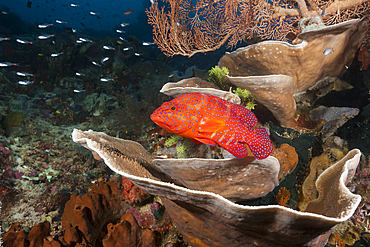 Coral Grouper, Cephalopholis miniata, Raja Ampat, West Papua, Indonesia