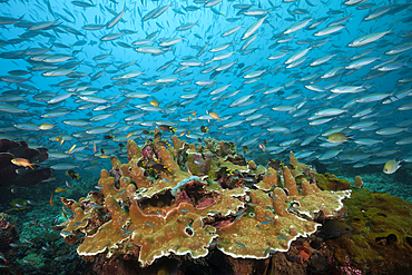 Fusiliers over Coral reef, Pterocaesio tesselata, Raja Ampat, West Papua, Indonesia