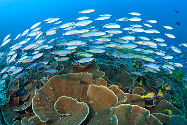 Fusiliers over Coral reef, Pterocaesio tesselata, Raja Ampat, West Papua, Indonesia