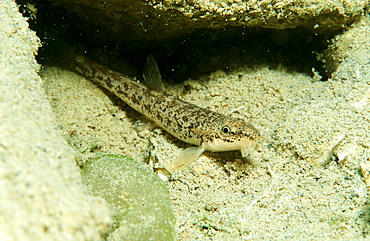 Stone loach, Barbatula barbatula, Austria, Blindsee, Tirol