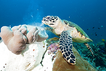 Hawksbill Sea Turtle, Eretmochelys imbricata, Raja Ampat, West Papua, Indonesia