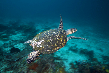 Hawksbill Sea Turtle, Eretmochelys imbricata, Raja Ampat, West Papua, Indonesia