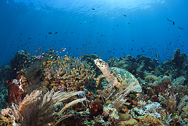 Hawksbill Sea Turtle, Eretmochelys imbricata, Raja Ampat, West Papua, Indonesia