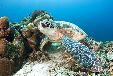 Green Sea Turtle, Chelonia mydas, Raja Ampat, West Papua, Indonesia