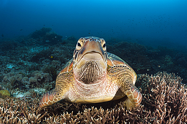 Green Sea Turtle, Chelonia mydas, Raja Ampat, West Papua, Indonesia