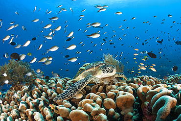 Green Sea Turtle, Chelonia mydas, Raja Ampat, West Papua, Indonesia