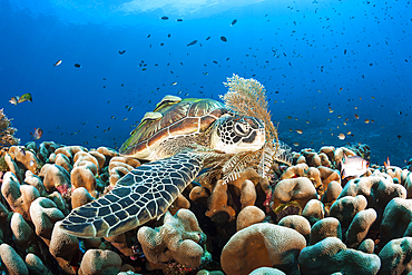 Green Sea Turtle, Chelonia mydas, Raja Ampat, West Papua, Indonesia