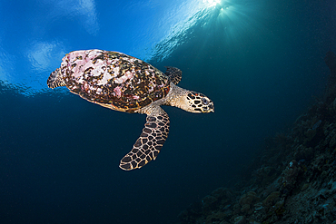 Hawksbill Sea Turtle, Eretmochelys imbricata, Raja Ampat, West Papua, Indonesia