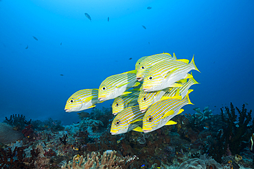 Shoal of Yellow-ribbon Sweetlips, Plectorhinchus polytaenia, Raja Ampat, West Papua, Indonesia