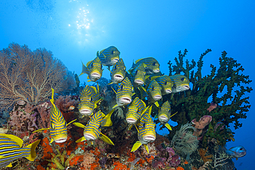 Shoal of Yellow-ribbon Sweetlips, Plectorhinchus polytaenia, Raja Ampat, West Papua, Indonesia