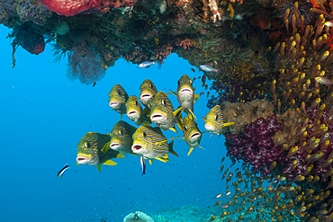 Shoal of Yellow-ribbon Sweetlips, Plectorhinchus polytaenia, Raja Ampat, West Papua, Indonesia