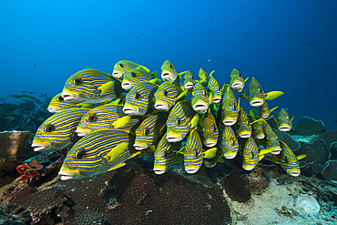 Shoal of Yellow-ribbon Sweetlips, Plectorhinchus polytaenia, Raja Ampat, West Papua, Indonesia