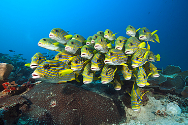 Shoal of Yellow-ribbon Sweetlips, Plectorhinchus polytaenia, Raja Ampat, West Papua, Indonesia