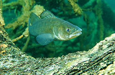 pikeperch watching spawn, Sander lucioperca, Germany, Bavaria