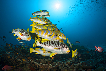 Shoal of Yellow-ribbon Sweetlips, Plectorhinchus polytaenia, Raja Ampat, West Papua, Indonesia