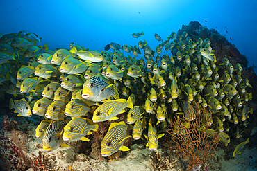 Shoal of Yellow-ribbon Sweetlips, Plectorhinchus polytaenia, Raja Ampat, West Papua, Indonesia