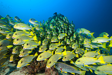 Shoal of Yellow-ribbon Sweetlips, Plectorhinchus polytaenia, Raja Ampat, West Papua, Indonesia