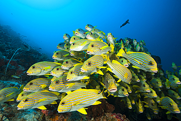 Shoal of Yellow-ribbon Sweetlips, Plectorhinchus polytaenia, Raja Ampat, West Papua, Indonesia